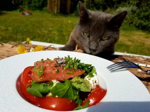 Salade et chat